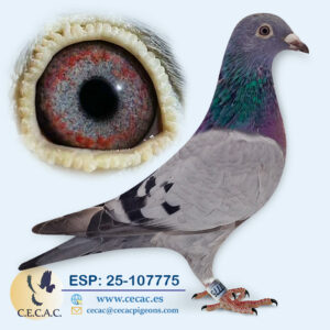 ESP: 2025-107775-H♀ DERBY