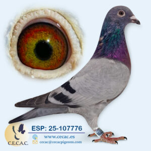 ESP: 2025-107776-H♀ DERBY