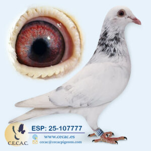 ESP: 2025-107777-M♂ DERBY