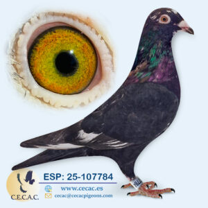 ESP: 2025-107784-M♂ SCHEREN&VANGRAMB