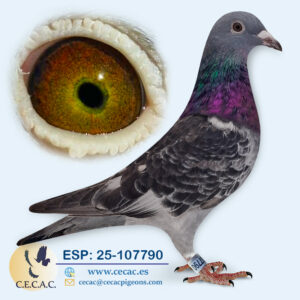 ESP: 2025-107790-M♂ JAC STEKETEE