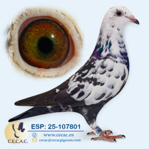 ESP: 2025-107801-H♀ SCHERENS/TONECAS