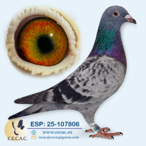 ESP: 2025-107806-H♀ JELLE JELLEMA