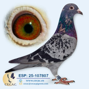 ESP: 2025-107807-H♀ JELLE JELLEMA