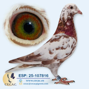 ESP: 2025-107816-M♂ MEULEMANS