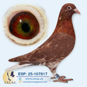 ESP: 2025-107817-M♂ MEULEMANS