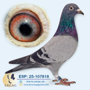 ESP: 2025-107818-H♀ KUIJZER/AARDEN