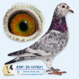 ESP: 2025-107821-M♂ DERBY