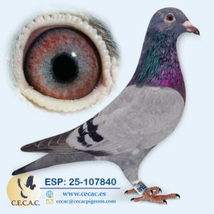 ESP: 2025-107840-M♂ GABY VANDENABEELE/ROODHOOFT