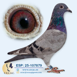 ESP: 2025-107879-H♀ KANNIBAAL