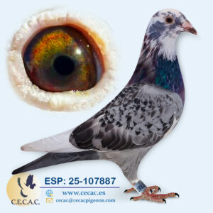 ESP: 2025-107887-M♂ DIRK VAN DEN BULCK