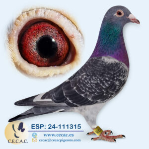 ESP: 2024-111315-M♂   STASSART