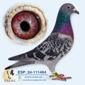 ESP: 2024-111484-H♀   DERBY