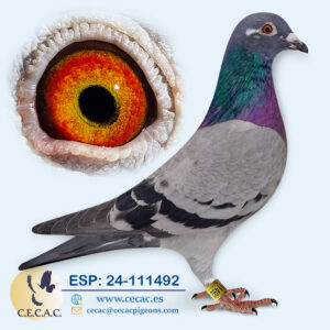 ESP: 2024-111492-H♀   GRAN FONDO