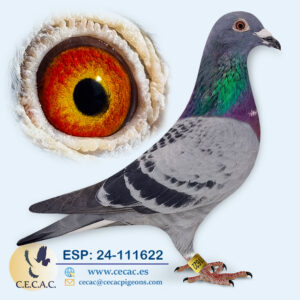 ESP: 2024-111622-M♂   JELLEMA/BATENBURG