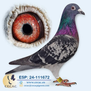 ESP: 2024-111672-M♂   STASSART