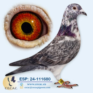 ESP: 2024-111680-M♂   MEULEMANS