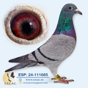 ESP: 2024-111685-H♀   AS PALOMA VELOCIDAD