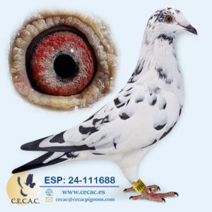 ESP: 2024-111688-M♂   JOS THONE