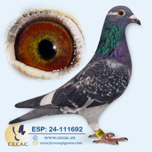 ESP: 2024-111692-H♀  LEON ROKS/BATENBURG