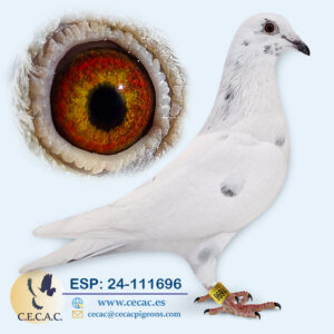 ESP: 2024-111696-M♂   ERIK LIMBOURG/MARTENS TONY