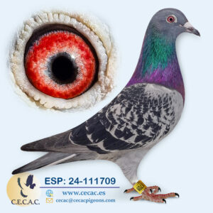 ESP: 2024-111709-H♀   DERBY