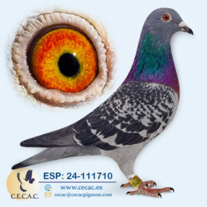 ESP: 2024-111710-H♀   DERBY