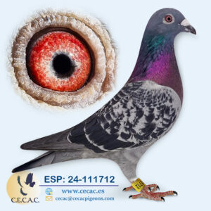 ESP: 2024-111712-M♂   GRAN FONDO