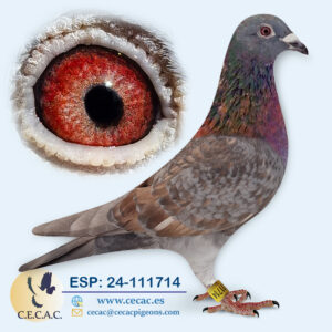 ESP: 2024-111714-M♂   JAN AARDEN/WANROY