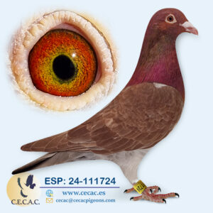 ESP: 2024-111724-M♀   MEULEMANS