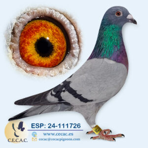 ESP: 2024-111726-H♀   DERBY