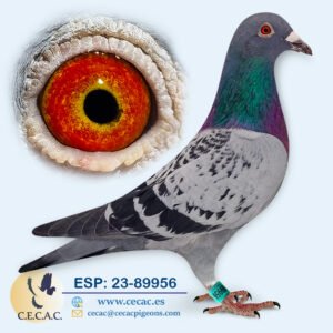 ESP: 2023-89956-M♂   BATENBURG/JELLEMA