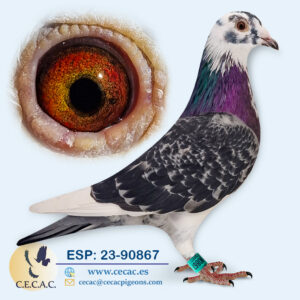 ESP: 2023-90867-M♂   BATENBURG/VAMBRUANE