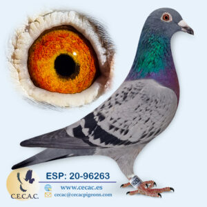 ESP: 2020-96263-H♀  DERBY