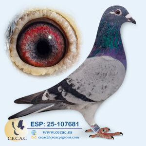 ESP: 2025-107681-M♂ PIPA ELITE CENTER