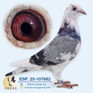 ESP: 2025-107682-H♀ PIPA ELITE CENTER