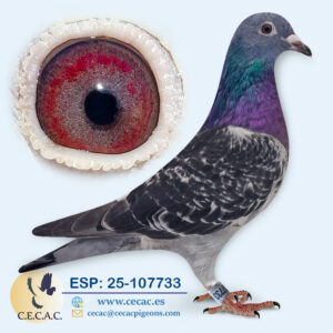 ESP: 2025-107733-H♀ SCHEREN&VANGRAMB.