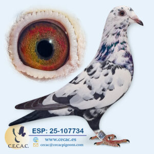 ESP: 2025-107734-H♀   SCHEREN&VANGRAMB.