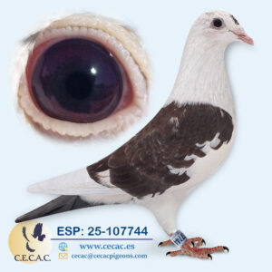 ESP: 2025-107744-H♀ JAN AARDEN/COLOUR RACING