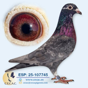 ESP: 2025-107745-M♂ JAN AARDEN/COLOUR RACING