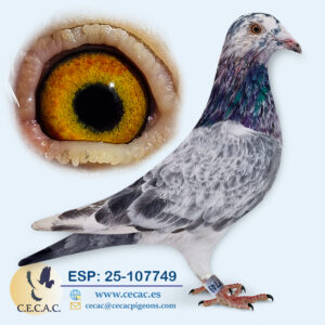 ESP: 2025-107749-M♂ VAN REETH RUDY/PIPA ELITE CENTER