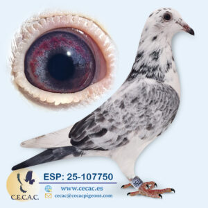 ESP: 2025-107750-H♀ DIRK VAN DEN BULCK/VAN REETH RUDY