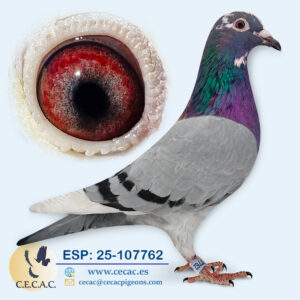 ESP: 2025-107762-H♀ PIPA ELITE CENTER