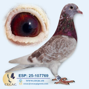 ESP: 2025-107769-M♂ PIET LAZEROMS/JAN AARDEN