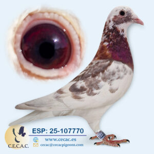 ESP: 2025-107770-H♀ PIET LAZEROMS/JAN AARDEN