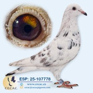 ESP: 2025-107778-H♀ DERBY