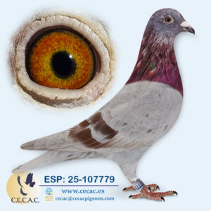 ESP: 2025-107779-M♂ DIRK VAN DEN BULCK