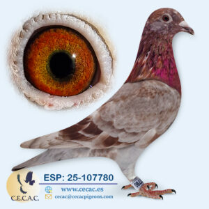 ESP: 2025-107780-H♀ DIRK VAN DEN BULCK