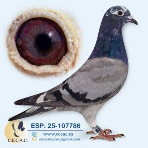 ESP: 2025-107786-H♀ PIPA ELITE CENTER/DANIEL PARIJS