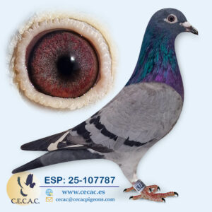 ESP: 2025-107787-H♀ PIPA ELITE CENTER/DANIEL PARIJS